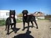PITESTI Vand cane corso,  200E