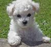 PITESTI Adopt Bichon Frise
